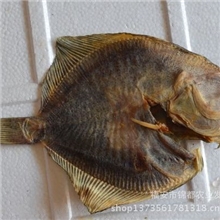 【锦都】厂家直销高品质多宝鱼新鲜鱼口感好营养价值高
