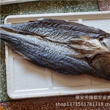 【锦都】厂家直销新鲜白面鱼鲜活水产品肉质鲜嫩价格实惠