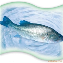 供应安民-[冰鲜]鲈鱼