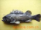 供应深海冷水黑头鱼