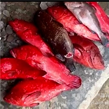 【最新上市】南亚野生放血处理加冰空运品质鲜嫩冰鲜赤点斑