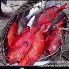 2013南亚进口天然野生名贵海鲜品高档食材威洋牌红石斑鱼