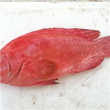【店长强烈推荐】上等名贵海鲜高档食材进口野生南亚红石斑鱼