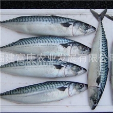 供应鲐鲅鱼、海鲜批发、海鲜礼品、鲭鱼，出口水产