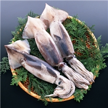 鱿鱼淘宝热卖美味可口鱿鱼批发厂家直销