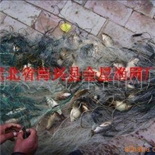 特供1.5-2米（2、2.5、3、3.5指）优质铁丝网坠专捕鲫鱼三层渔网