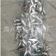 专捕小白条、鲢鱼网鱼渔网,铅坠,27米长,80公分高,单层捕鱼网