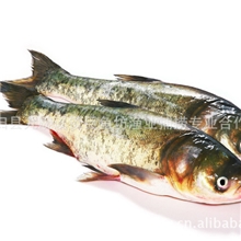 供应鲜活水产品长江淡水鱼优质花鲢量大从优