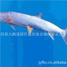 鲜活水产品批发天然野生养殖鳡鱼质优价廉