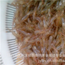 批发供应鲜活长江青虾鲜活水产品原生态青虾