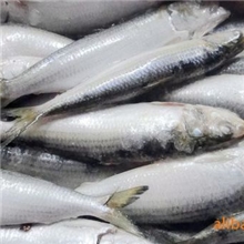 供应沙丁鱼