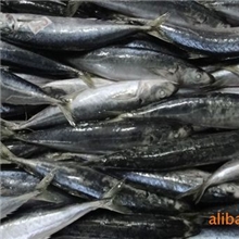 供应冻竹叶巴浪冷冻粗加工水产品