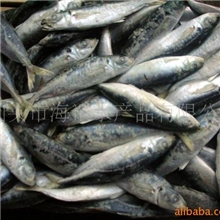 供应巴浪鱼