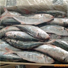 供应水产品红尾巴浪