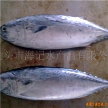 供应炸弹鱼、吞拿鱼