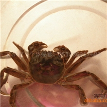 供应扣蟹苗河蟹苗