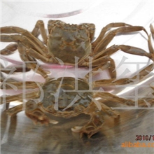 供应河蟹苗扣蟹苗批发螃蟹苗