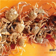 优质扣蟹苗是螃蟹王的苗种为你长期提供