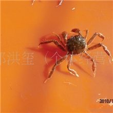 供应无公害绿色养殖扣蟹苗幼蟹苗螃蟹苗