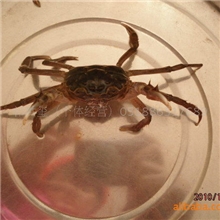 自产自销河蟹苗扣蟹苗