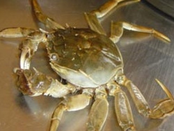 供应出售长江系扣蟹苗