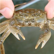 供应阳澄湖大闸蟹河蟹苗