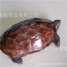 诚信商户供应中华草龟生态养殖品质上乘