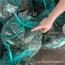 供应扬州宝应湖大闸蟹口感鲜美肥河蟹有机品质