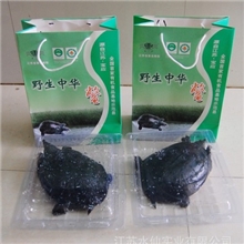 厂家直销优质无公害中华鳖野生鳖生态甲鱼