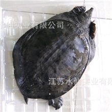 专业养殖中华鳖甲鱼品质保证价格优惠