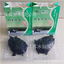 生态甲鱼极品甲鱼野生甲鱼野生中华鳖自产自销