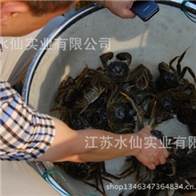 现货正宗宝应湖大闸蟹直销水产母蟹