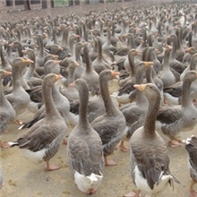 长期供应食堂鹅肉，白条鹅，优质白条鹅