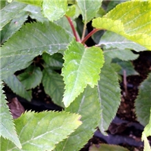 家庭园艺，绿化工程，花圃生产