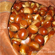 供应生板栗、各种规格、质优价廉