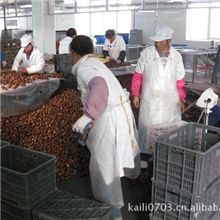 2013年板栗即将上市，加工出口日本、美国保鲜板栗