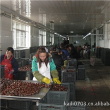 丹东凯利食品供应2013年即将上市的保鲜板栗、板栗仁，出口级板栗