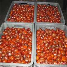 丹东凯利食品有限公司供应出口级板栗，各种规格、质优价廉