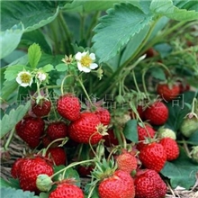 供应2013年速冻草莓