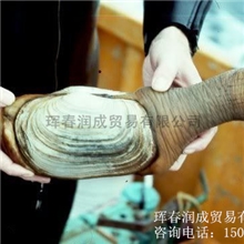 供应黑象拔蚌批发朝鲜象拔蚌朝鲜象贝黑蚌肉朝鲜象贝批发