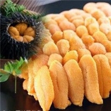 冻海胆冻马粪胆冻紫胆朝鲜海胆朝鲜海胆朝鲜冻海胆海胆炒饭