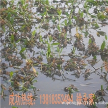 优质蟹苗大闸蟹苗扣蟹苗明至生产高成活率