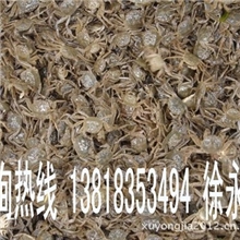 优质蟹苗大闸蟹苗扣蟹苗崇明蟹苗高成活率