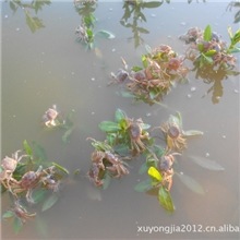 优质蟹苗大闸蟹苗颠覆传统养殖方式体质强壮高成活率