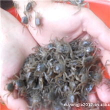 出口台湾大闸蟹苗