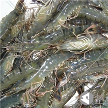 大量供应鲜活草虾