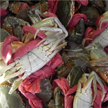 大量供应鲜活肥美肉蟹