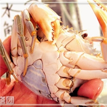 大量供应一级黑奄仔蟹
