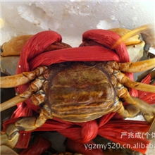 长期供应小草大羔