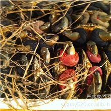 长期供应越南小草羔蟹